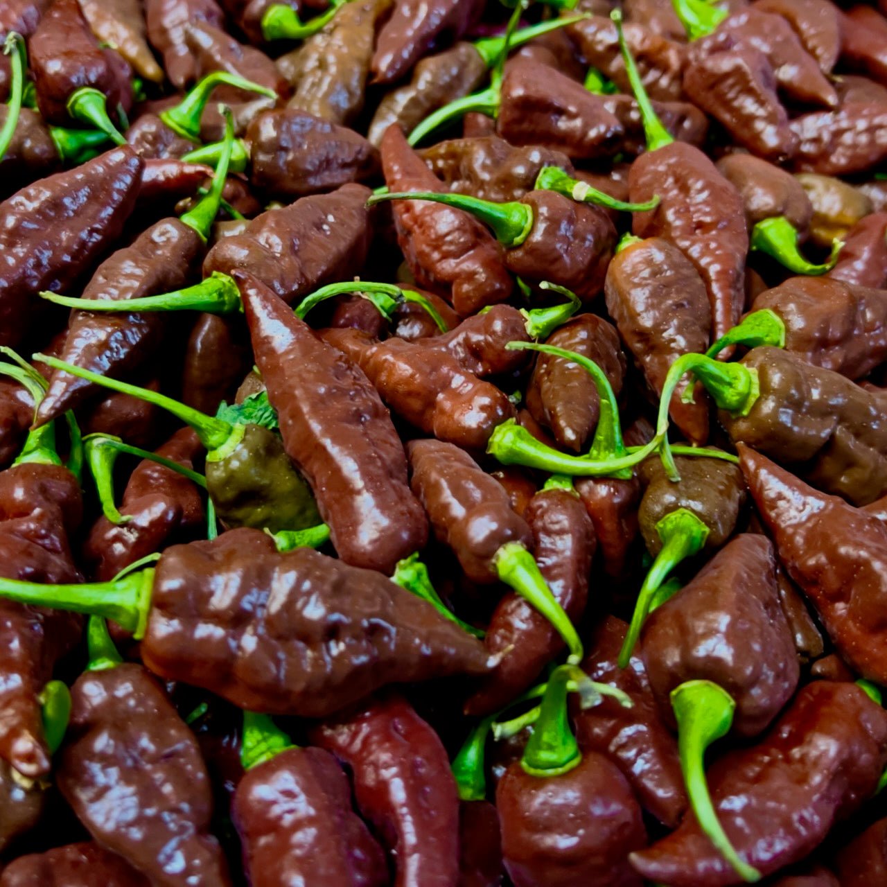 Hot Chocolate Habanero Chillies | 1kg | UK Grown | Premium Quality - One Stop Chilli Shop