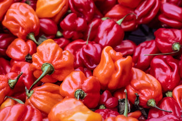 Mixture of scotch bonnet chilies in red and orange